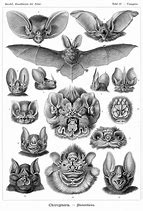 Image result for Identify Bat