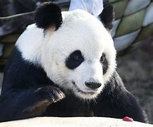 Image result for Memphis Zoo Giant Pandas