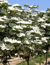 Image result for Cornus Venus