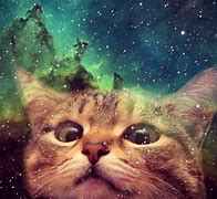 Image result for galaxy cats animations backgrounds