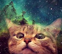 Image result for galaxy cats wallpapers