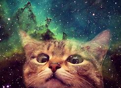 Image result for Cat Playing with Galaxy