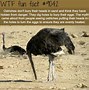 Image result for Ostrich with Their Head in the Sand