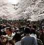 Image result for Cherry Blossom Park Japan