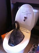 Image result for Cat Standin by Toilet Meme