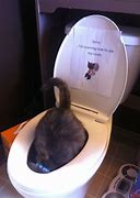 Image result for Funny Cat in Toilet