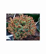 Image result for Picea abies Pitzi 2