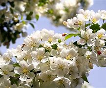 Image result for Flowering Crabapple Blossoms