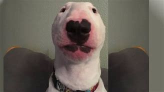 Image result for Bull Terrier Dog Walter