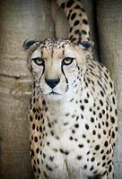 Image result for Cheetah Tail