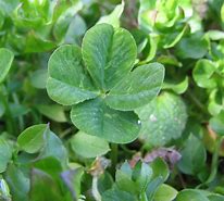 Image result for four leaf clover