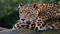 Image result for Leopard Phone Wallpapers