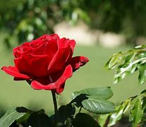 Image result for Cool Roses