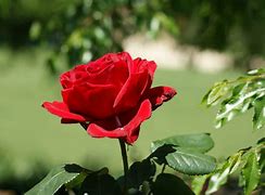 Image result for Red Rose TV Series