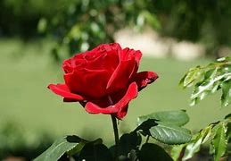 Image result for Beautiful Roses