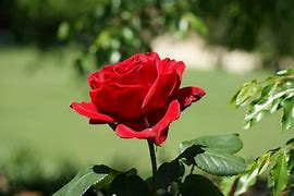 Image result for 1200X480 Red