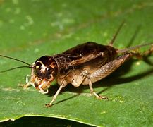 Image result for Japanese Cricket Insect