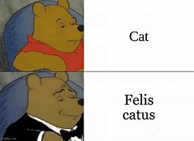 Image result for Cat Has No Clue Meme