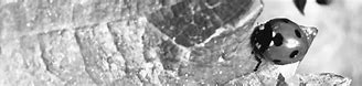 Image result for Chapelier Cotes Rhone Villages Sans sulfite