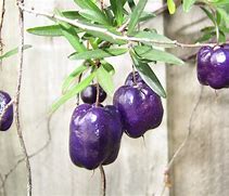 Image result for Purple Appleberry Vine