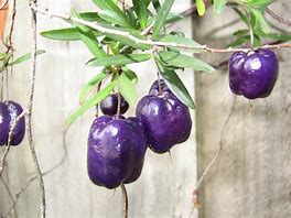 Image result for Purple Apple berry