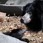 Image result for Real Life Sloth Bear