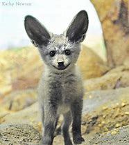 Image result for Bat-Eared Fox Cute