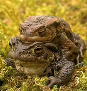 Image result for Frogs and Toads Photos