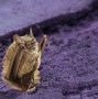 Image result for Dancing Bats