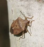 Image result for "brown-stink-bug"