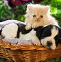 Image result for Cat and Dog Spring