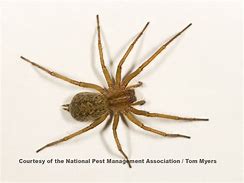Image result for Hobo Spider in Oregon