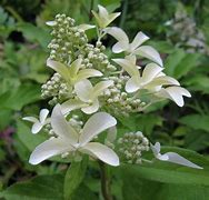 Image result for Hydrangea paniculata Great Star