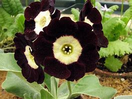 Image result for Primula auricula Lintz