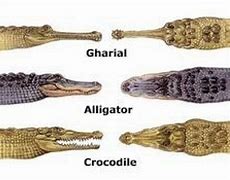 Image result for Alligator Crocodile Caiman Differences