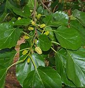 Image result for Morus alba Platanifolia Fruitless