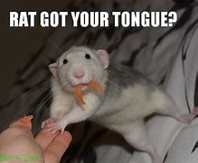 Image result for Rat Eating Meme