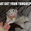 Image result for Giant Rat Meme