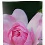 Image result for Miniature Pink Roses