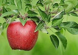 Image result for Apple Tree Pic