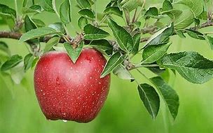 Image result for Apple Fruit Background