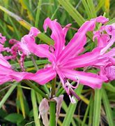 Image result for Nerine bowdenii Favourite