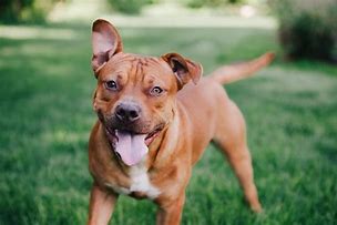 Image result for Cute Pit Bulls