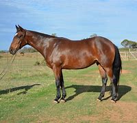 Image result for Australian Stock Horse