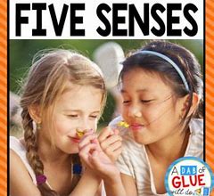 Image result for 5 Senses Preschool Science