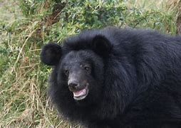 Image result for Black Bear I7 Phone