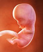 Image result for 9 Weeks First Pregnancy