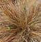 Carex comans Bronze Form に対する画像結果