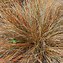 Image result for Carex comans Kupferflamme