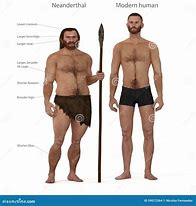 Image result for Neanderthals vs Modern Humans